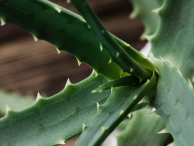 Dermaflora Aloe Vera: jemná starostlivosť o pleť a pokožku s aloe vera